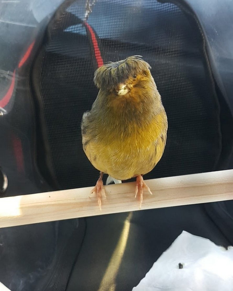 Ce canari est un oiseau avec une coupe au bol qui a conquis le coeur des internautes grâce à ces
