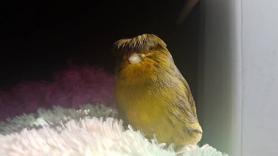 Ce canari est un oiseau avec une coupe au bol qui a conquis le coeur des internautes grâce à ces