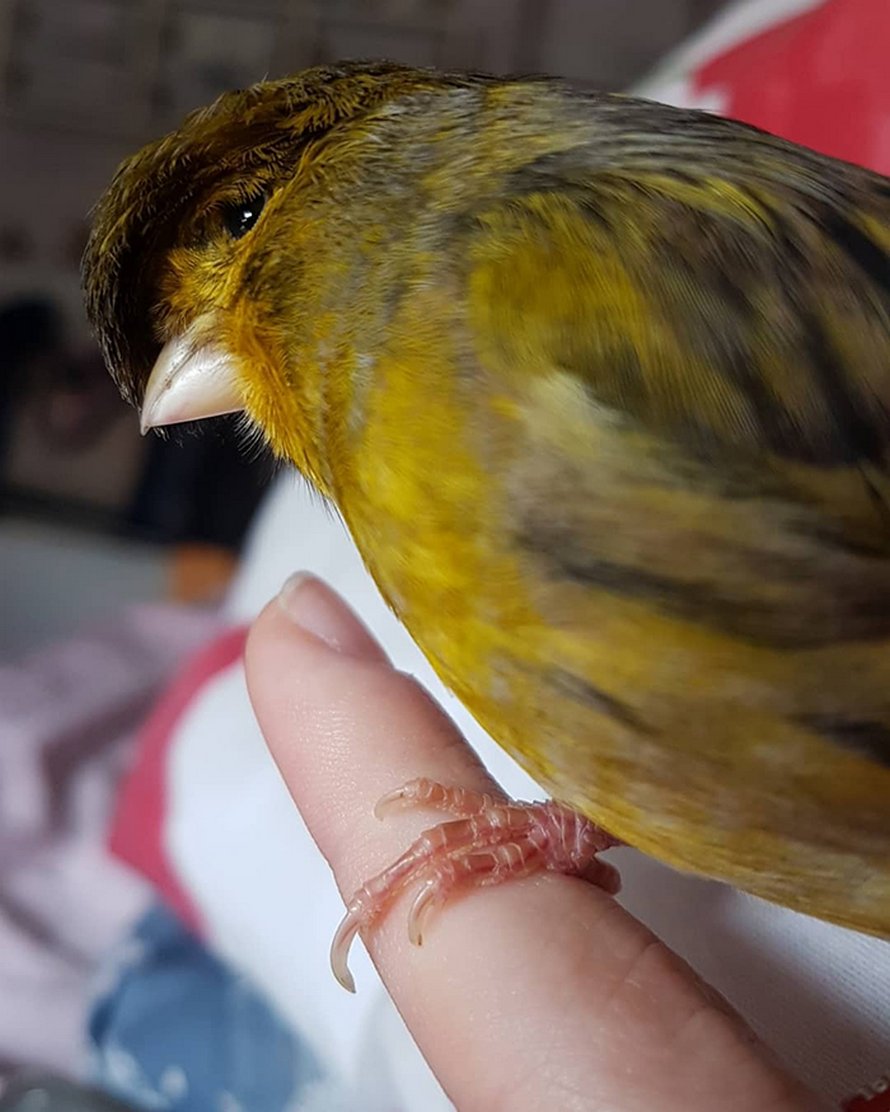 Ce canari est un oiseau avec une coupe au bol qui a conquis le coeur des internautes grâce à ces