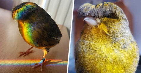 Ce canari est un oiseau avec une coupe au bol qui a conquis le coeur des internautes grâce à ces 22 photos