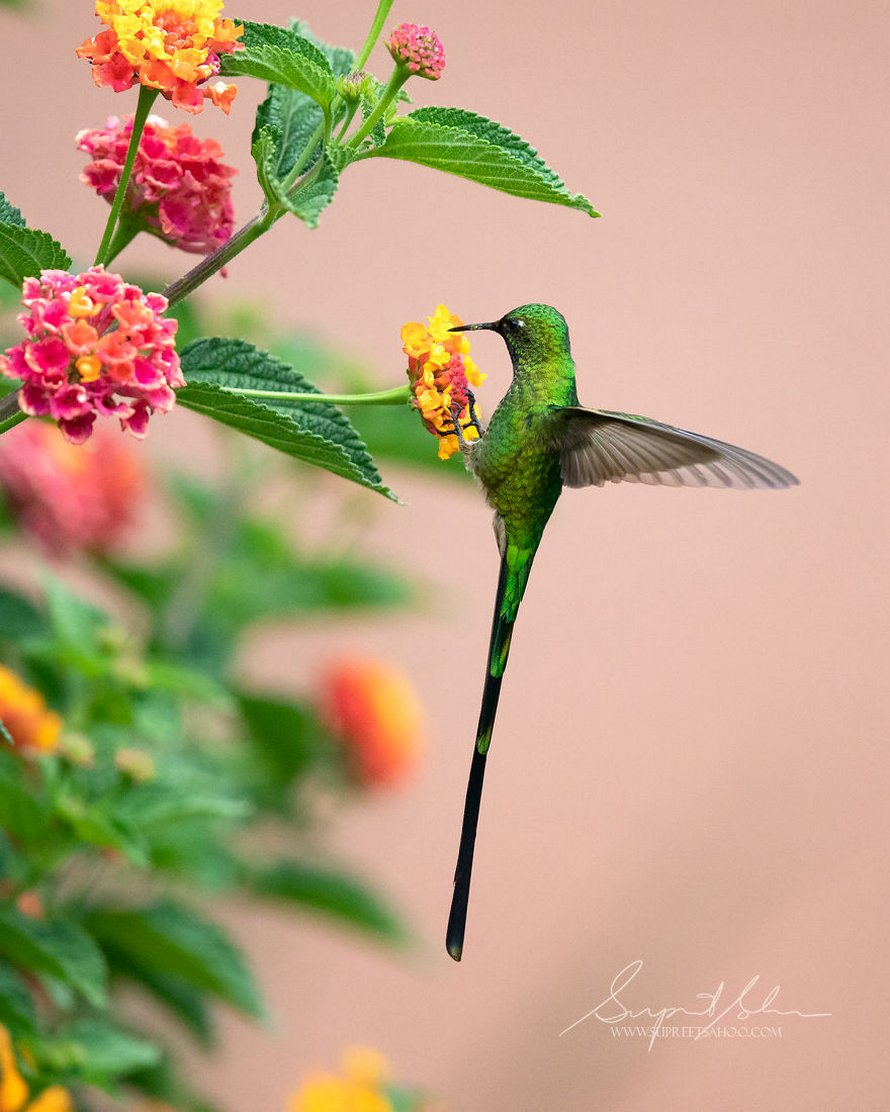Ce photographe a visité le Pérou et voici les 31 plus beaux oiseaux qu’il a trouvés