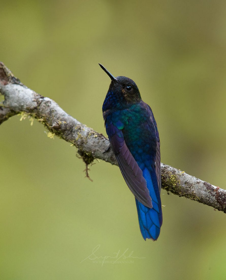 Ce photographe a visité le Pérou et voici les 31 plus beaux oiseaux qu’il a trouvés