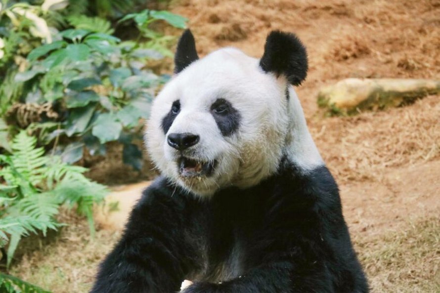 https://www.ipnoze.com/wordpress/wp-content/uploads/2020/04/pandas-geants-accouplent-premiere-fois-10-ans-zoo-hong-kong-000.jpg