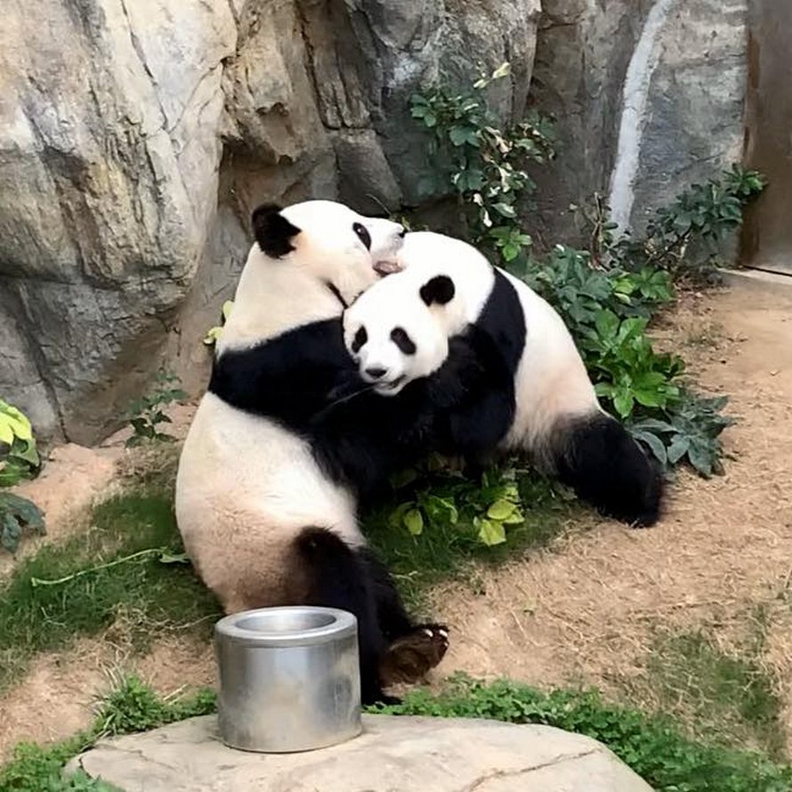 https://www.ipnoze.com/wordpress/wp-content/uploads/2020/04/pandas-geants-accouplent-premiere-fois-10-ans-zoo-hong-kong-001.jpg