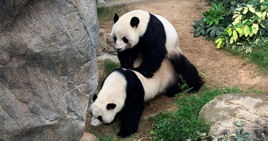 https://www.ipnoze.com/wordpress/wp-content/uploads/2020/04/pandas-geants-accouplent-premiere-fois-10-ans-zoo-hong-kong-002.jpg