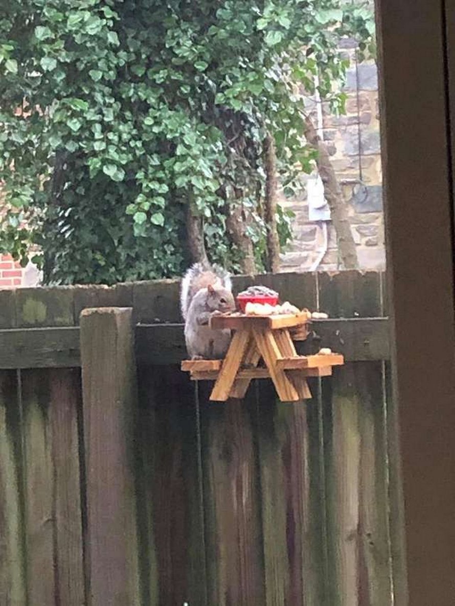 Ce gars a construit une toute petite table de pique-nique pour les écureuils dans sa cour