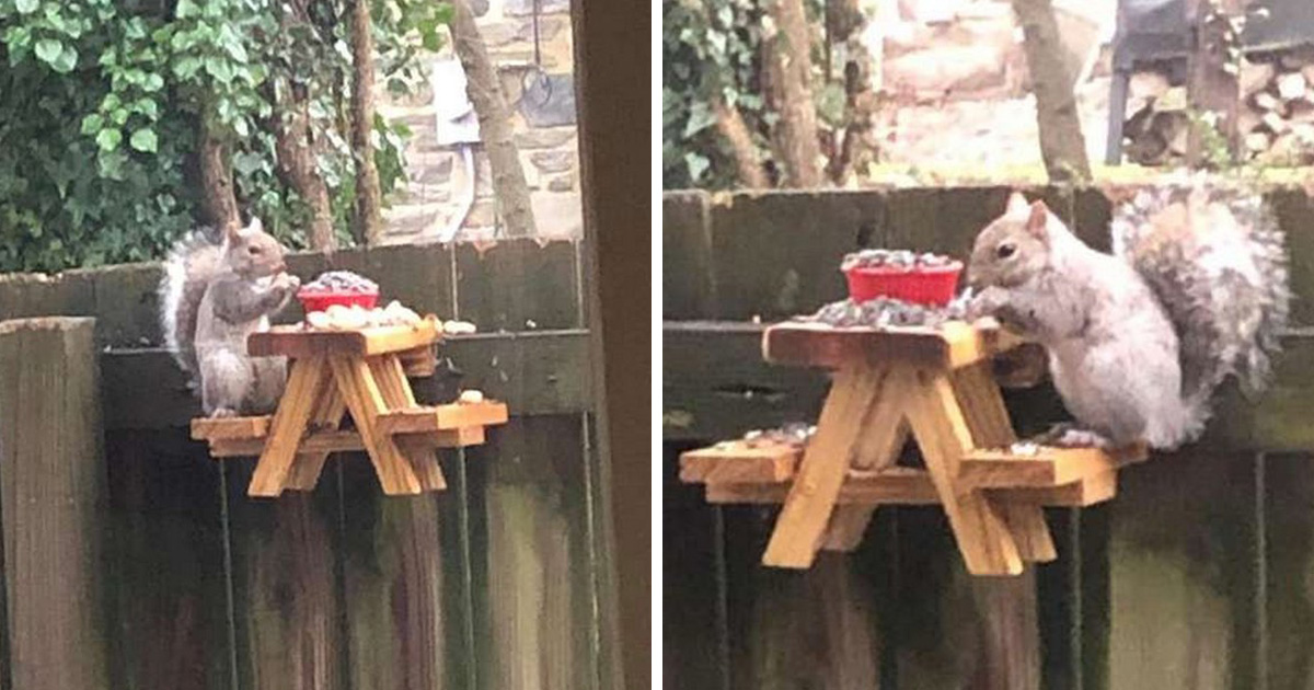 Ce gars a construit une toute petite table de pique-nique pour les écureuils dans sa cour