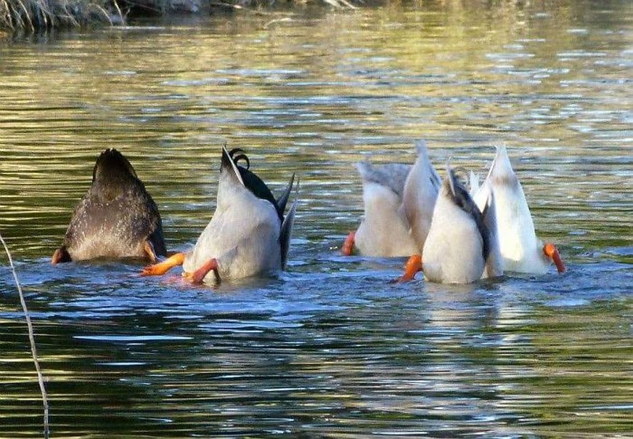 Ce groupe Facebook est dédié aux pires photos d’animaux sauvages qui sont si moches qu’elles sont dôles