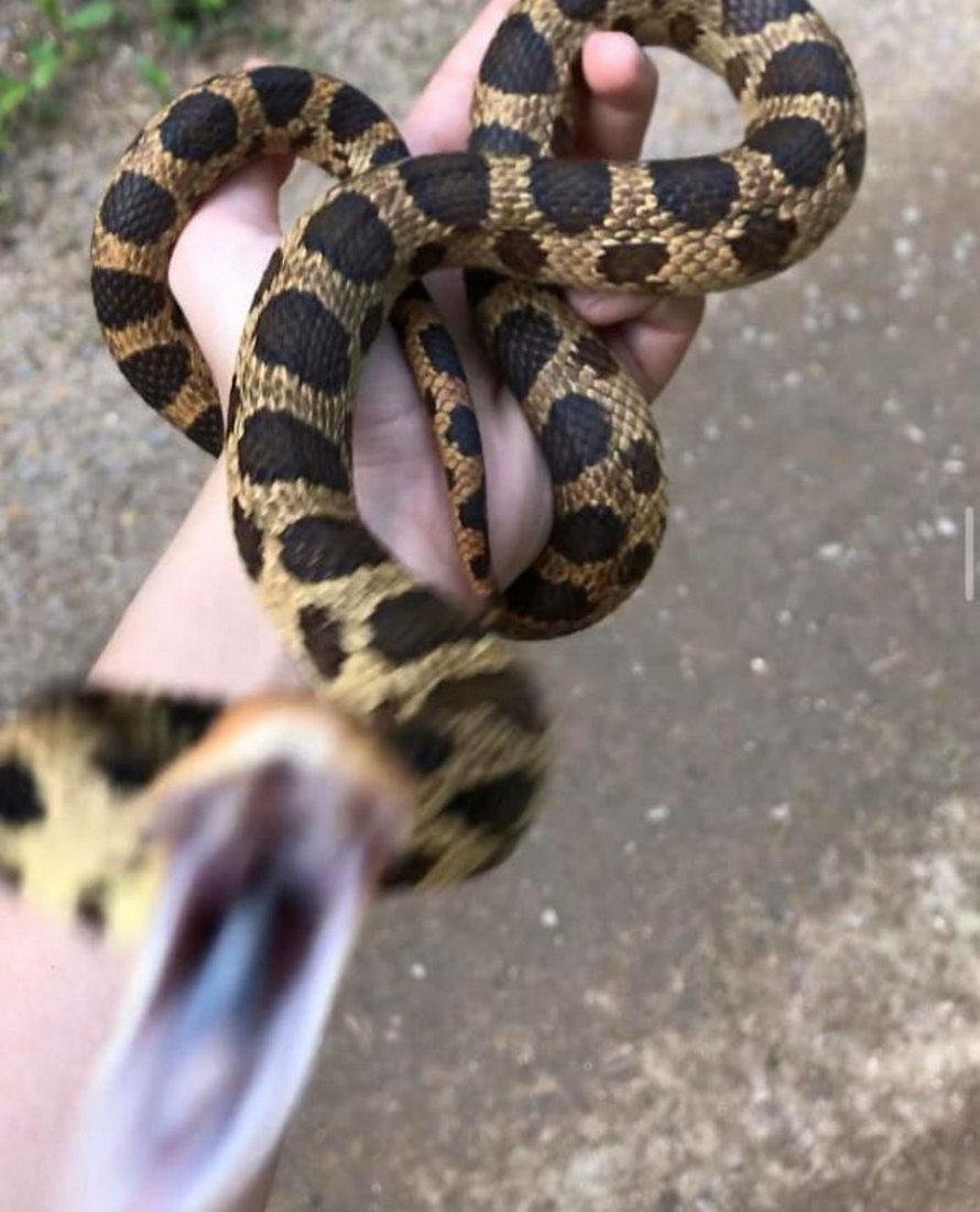 Ce groupe Facebook est dédié aux pires photos d’animaux sauvages qui sont si moches qu’elles sont dôles