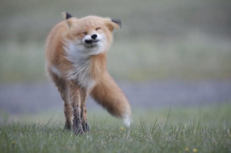 Ce groupe Facebook est dédié aux pires photos d’animaux sauvages qui sont si moches qu’elles sont dôles