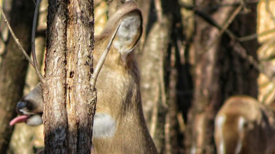 Ce groupe Facebook est dédié aux pires photos d’animaux sauvages qui sont si moches qu’elles sont dôles