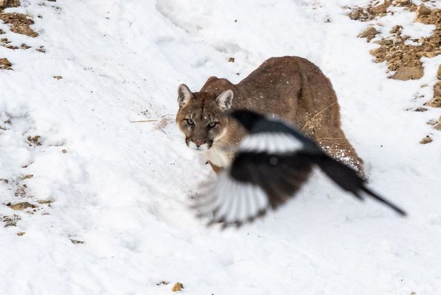 Ce groupe Facebook est dédié aux pires photos d’animaux sauvages qui sont si moches qu’elles sont dôles