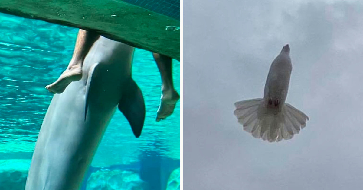Ce groupe Facebook est dédié aux pires photos d’animaux sauvages qui sont si moches qu’elles sont dôles