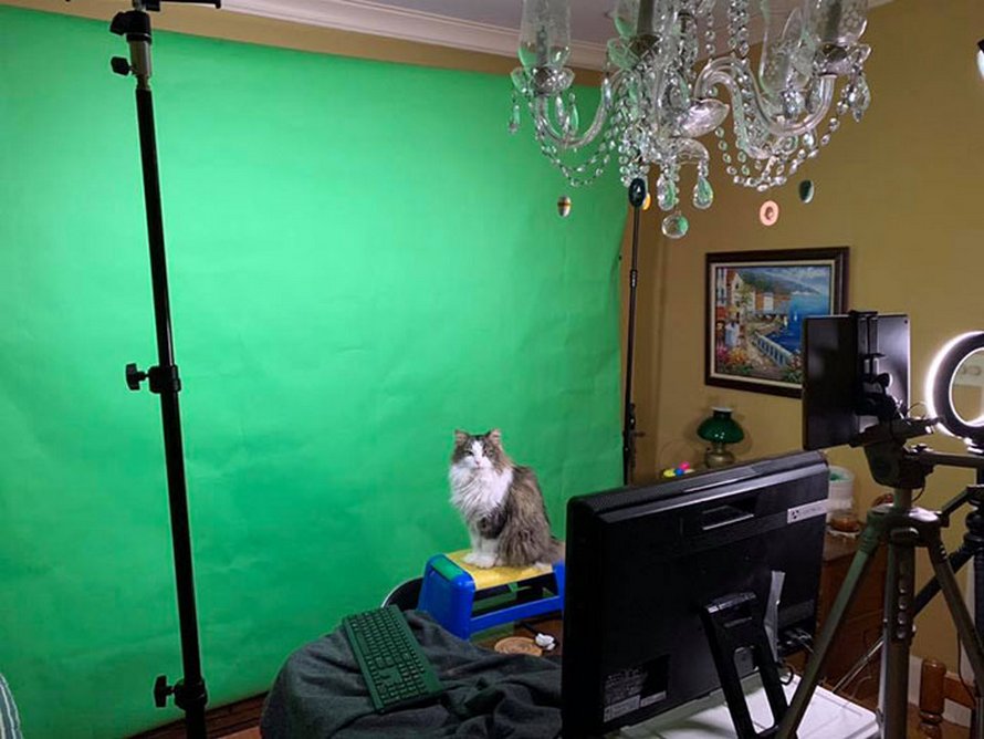 Ce météorologue a commencé à travailler à la maison et est devenu viral quand sa chatte a rejoint son émission