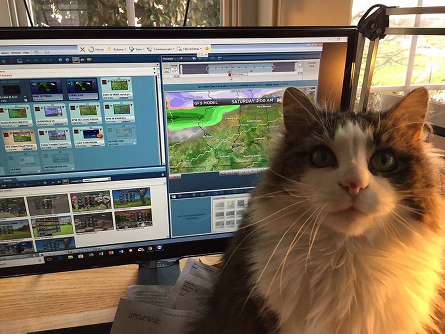 Ce météorologue a commencé à travailler à la maison et est devenu viral quand sa chatte a rejoint son émission
