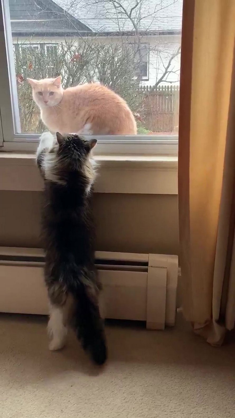 Ce météorologue a commencé à travailler à la maison et est devenu viral quand sa chatte a rejoint son émission