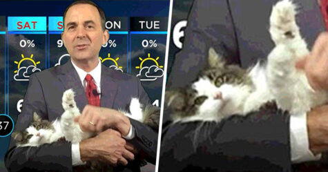 Ce météorologue a commencé à travailler à la maison et est devenu viral quand sa chatte a rejoint son émission