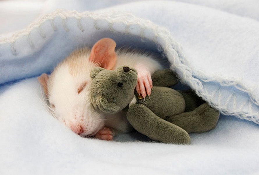 Il y a deux femmes qui prennent des photos de rats avec des ours en peluche, et ils sont trop mignons