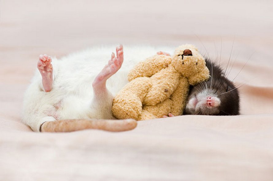 Il y a deux femmes qui prennent des photos de rats avec des ours en peluche, et ils sont trop mignons