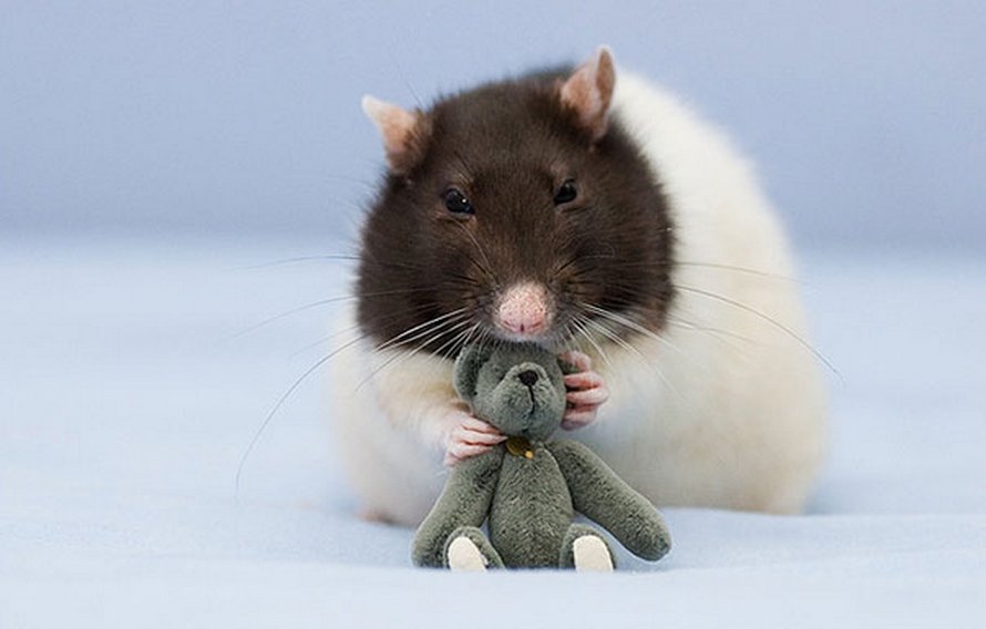 Il y a deux femmes qui prennent des photos de rats avec des ours en peluche, et ils sont trop mignons