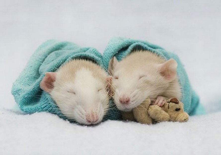 Il y a deux femmes qui prennent des photos de rats avec des ours en peluche, et ils sont trop mignons