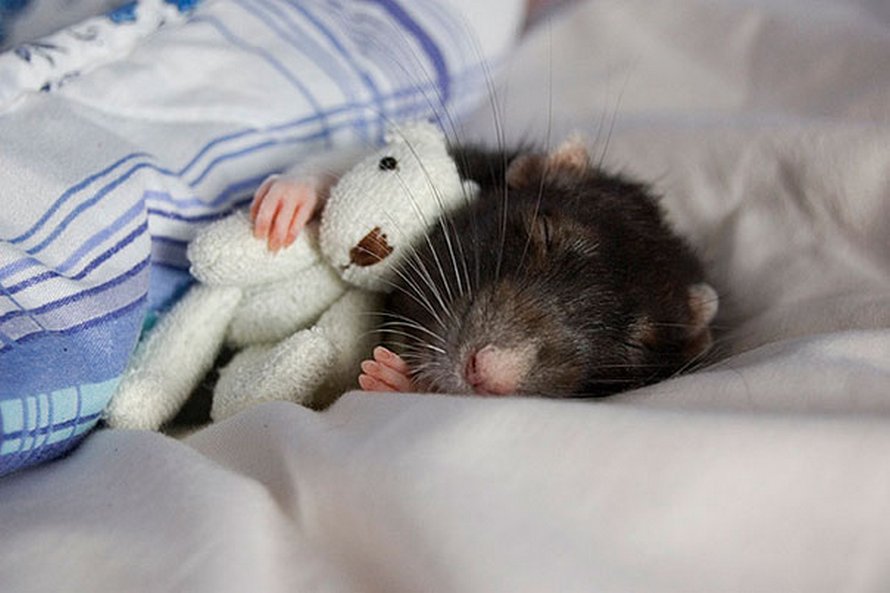 Il y a deux femmes qui prennent des photos de rats avec des ours en peluche, et ils sont trop mignons