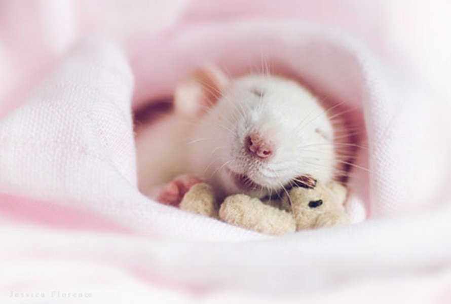 Il y a deux femmes qui prennent des photos de rats avec des ours en peluche, et ils sont trop mignons