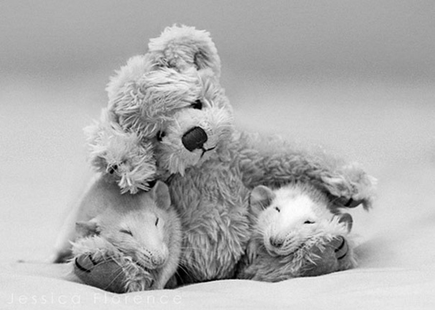 Il y a deux femmes qui prennent des photos de rats avec des ours en peluche, et ils sont trop mignons