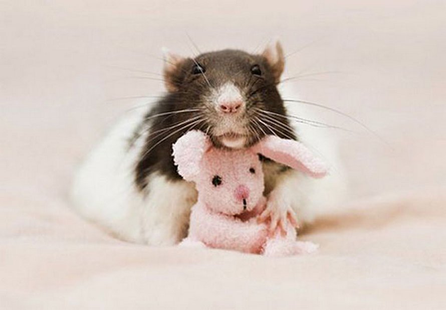 Il y a deux femmes qui prennent des photos de rats avec des ours en peluche, et ils sont trop mignons