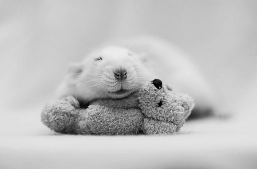 Il y a deux femmes qui prennent des photos de rats avec des ours en peluche, et ils sont trop mignons