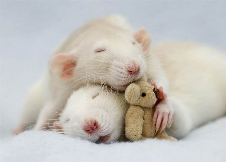 Il y a deux femmes qui prennent des photos de rats avec des ours en peluche, et ils sont trop mignons