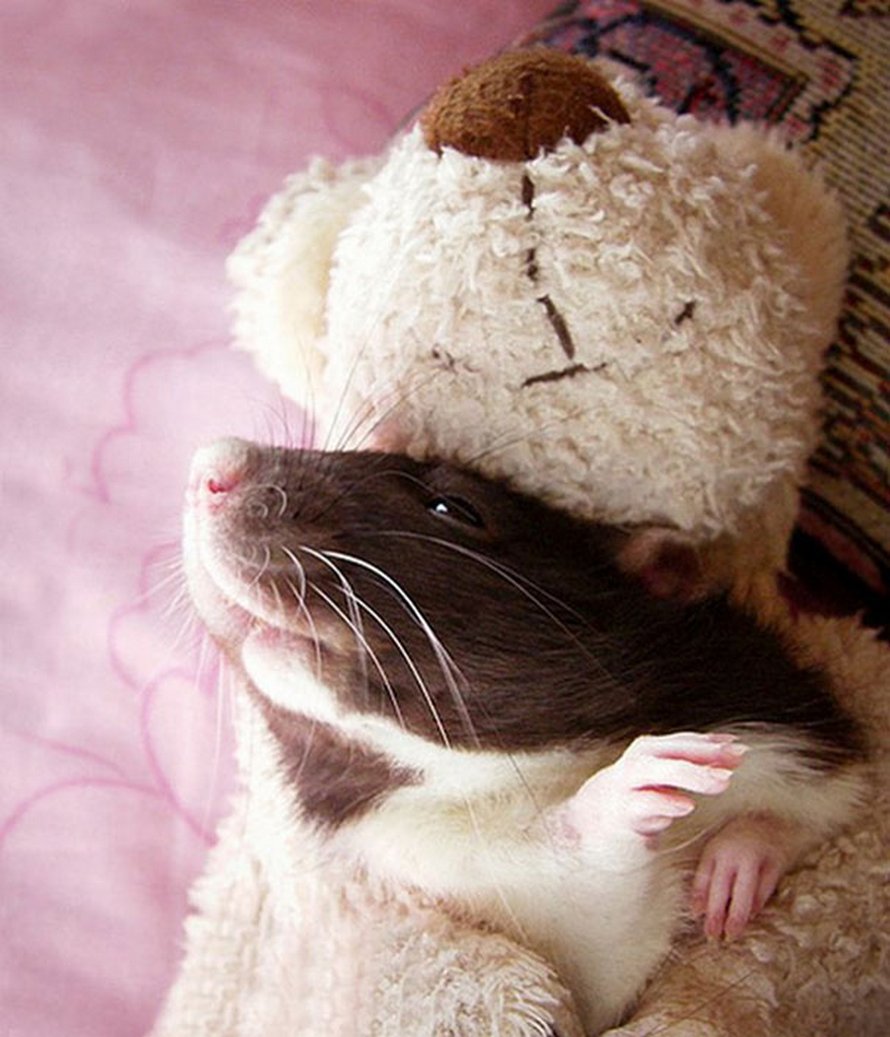 Il y a deux femmes qui prennent des photos de rats avec des ours en peluche, et ils sont trop mignons
