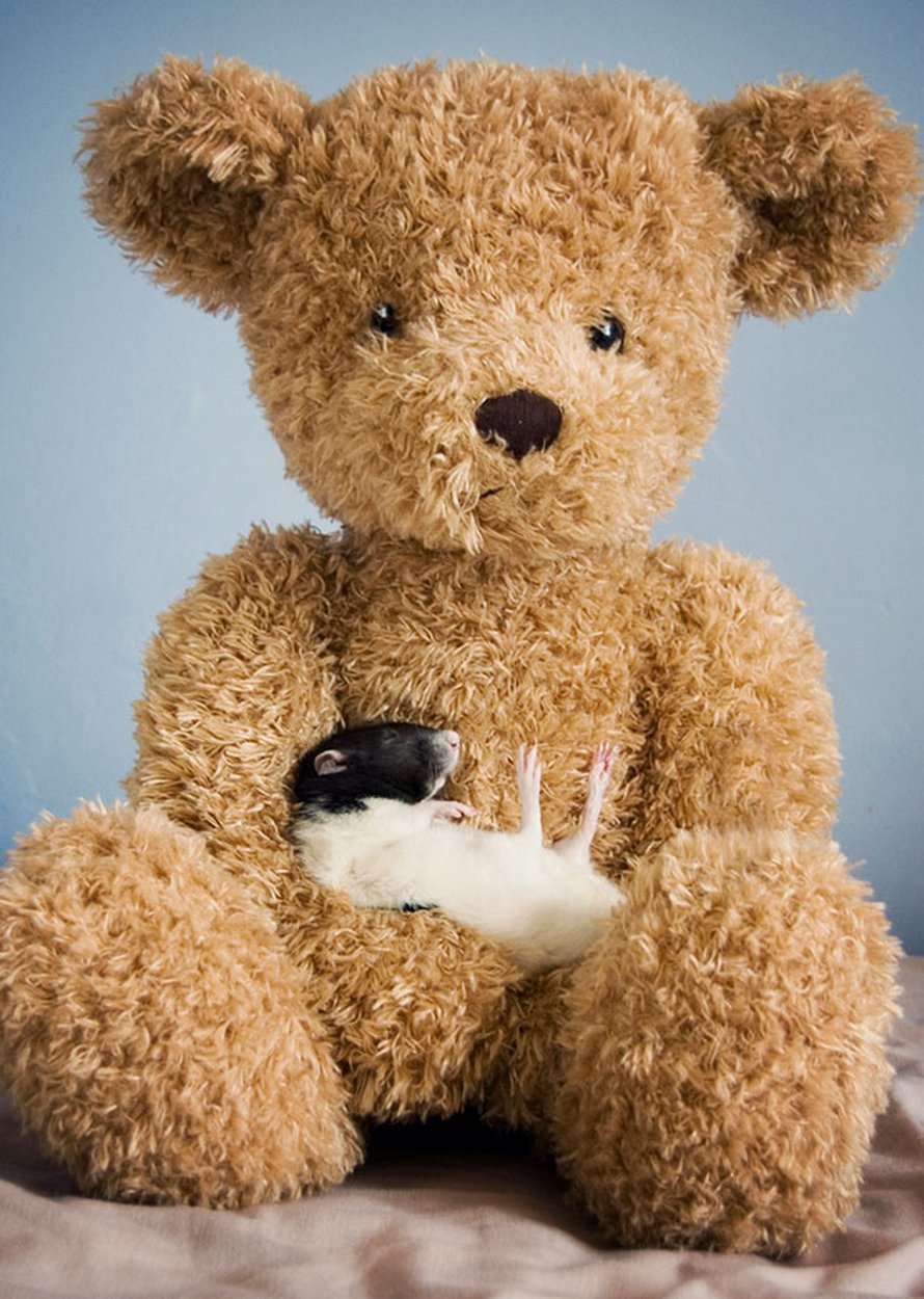 Il y a deux femmes qui prennent des photos de rats avec des ours en peluche, et ils sont trop mignons