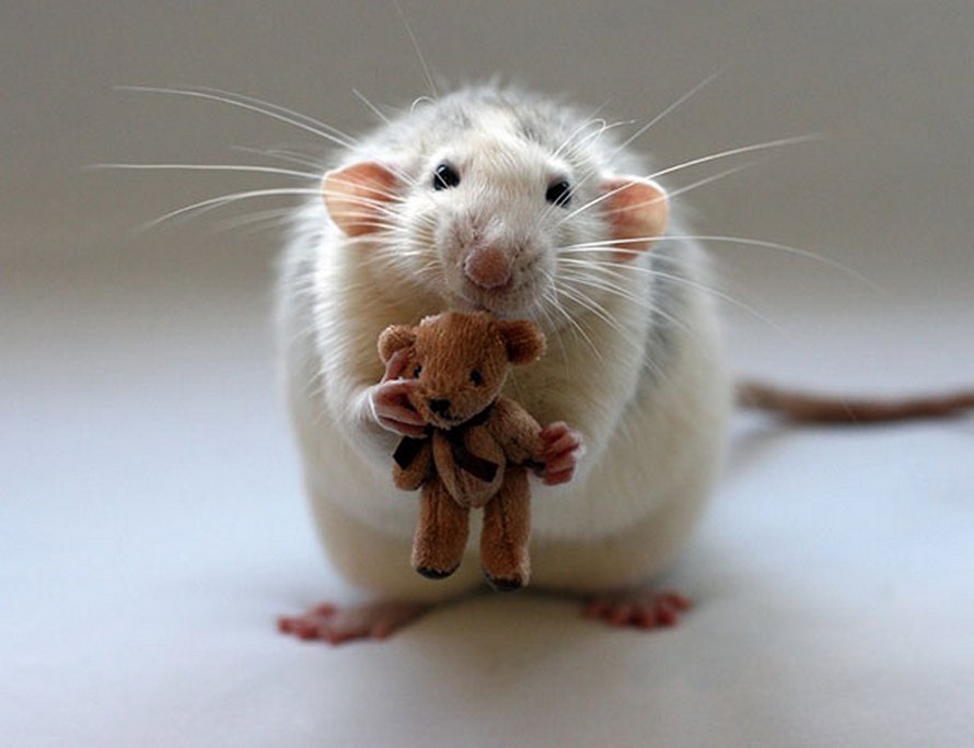 Il y a deux femmes qui prennent des photos de rats avec des ours en peluche, et ils sont trop mignons