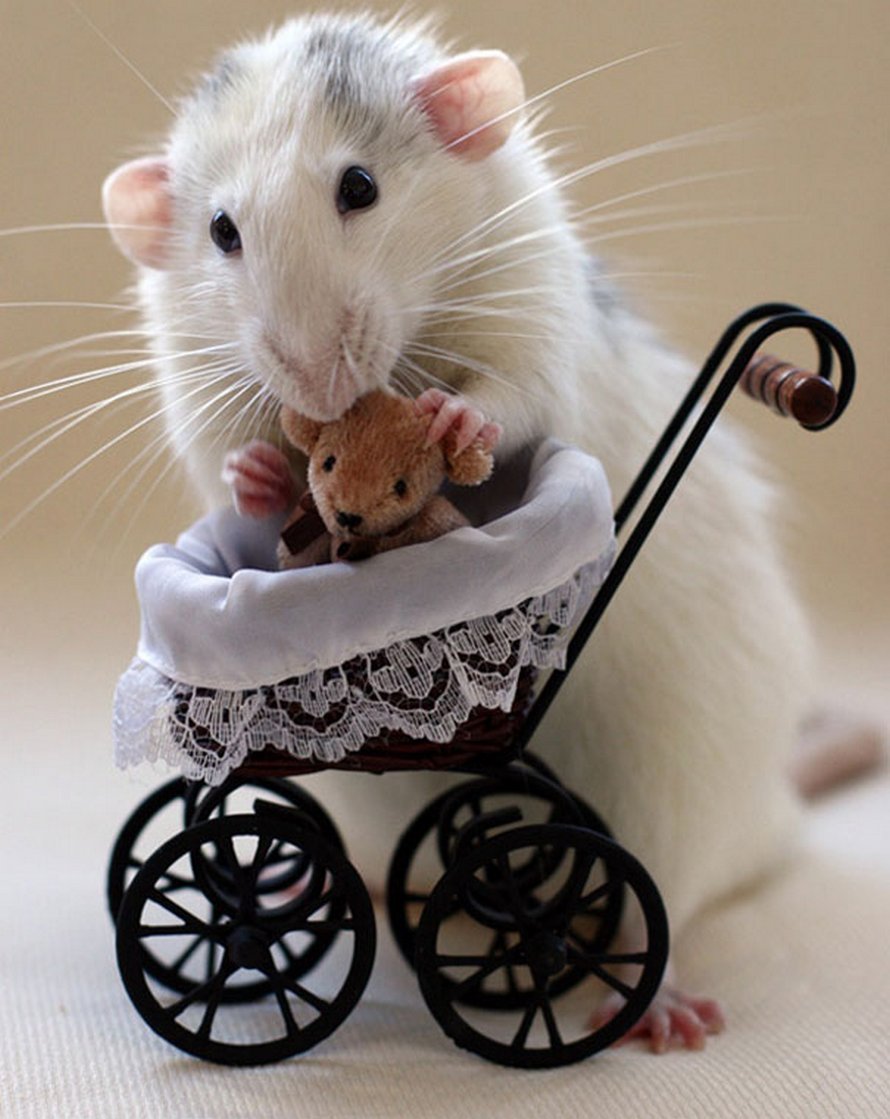 Il y a deux femmes qui prennent des photos de rats avec des ours en peluche, et ils sont trop mignons