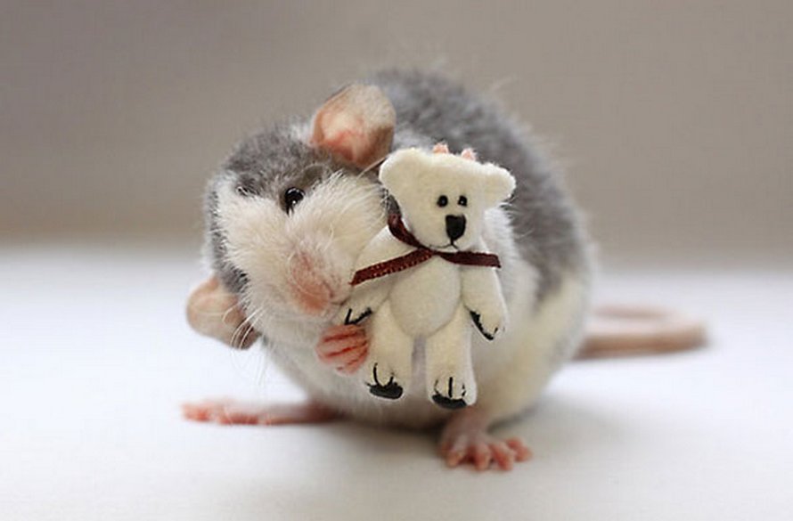 Il y a deux femmes qui prennent des photos de rats avec des ours en peluche, et ils sont trop mignons