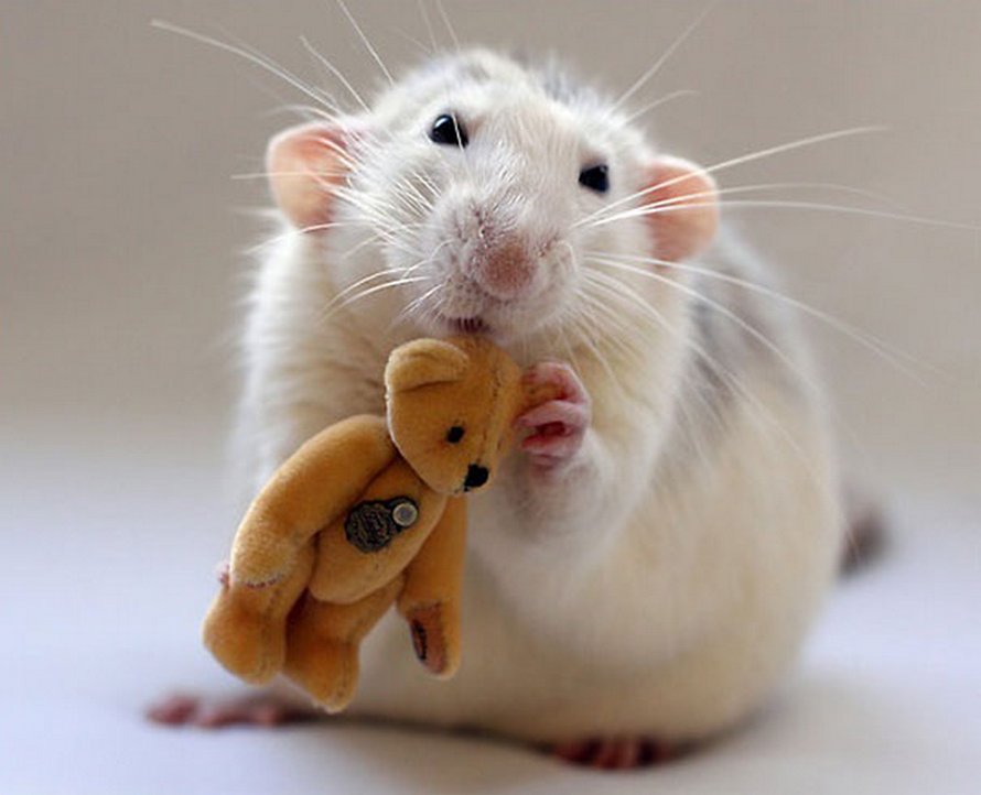 Il y a deux femmes qui prennent des photos de rats avec des ours en peluche, et ils sont trop mignons