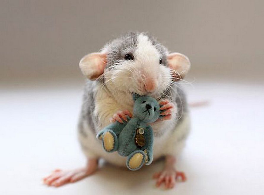 Il y a deux femmes qui prennent des photos de rats avec des ours en peluche, et ils sont trop mignons