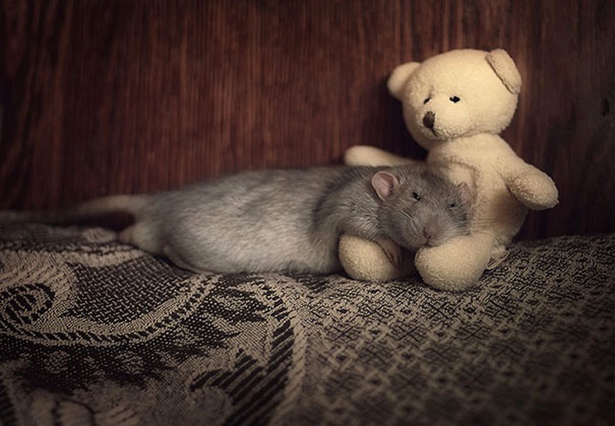 Il y a deux femmes qui prennent des photos de rats avec des ours en peluche, et ils sont trop mignons