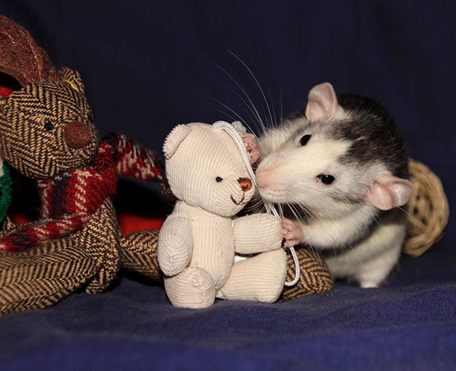 Il y a deux femmes qui prennent des photos de rats avec des ours en peluche, et ils sont trop mignons