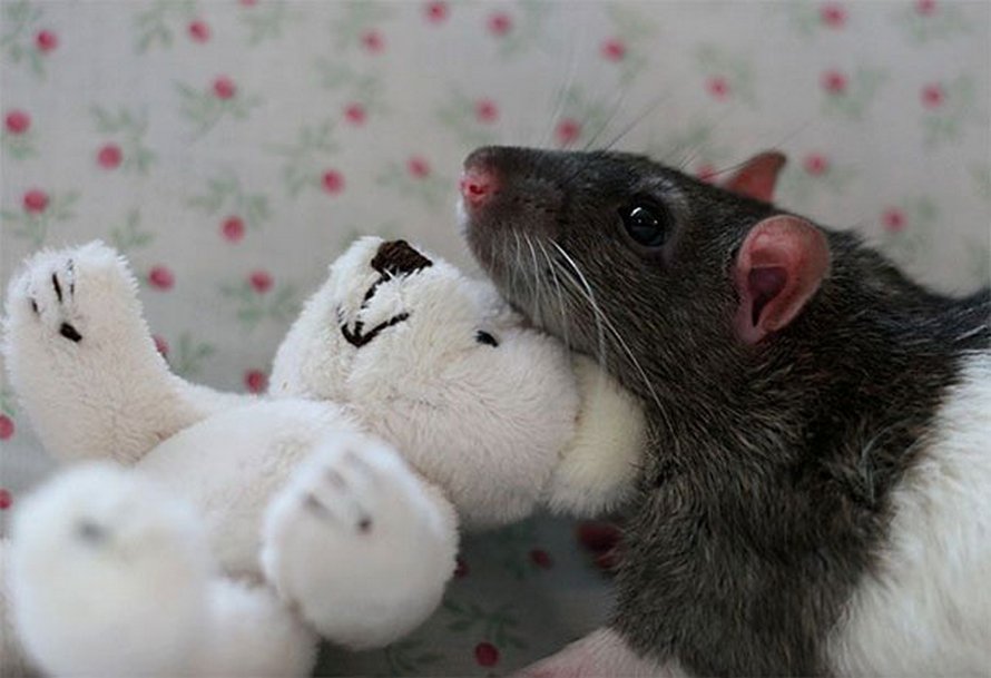 Il y a deux femmes qui prennent des photos de rats avec des ours en peluche, et ils sont trop mignons