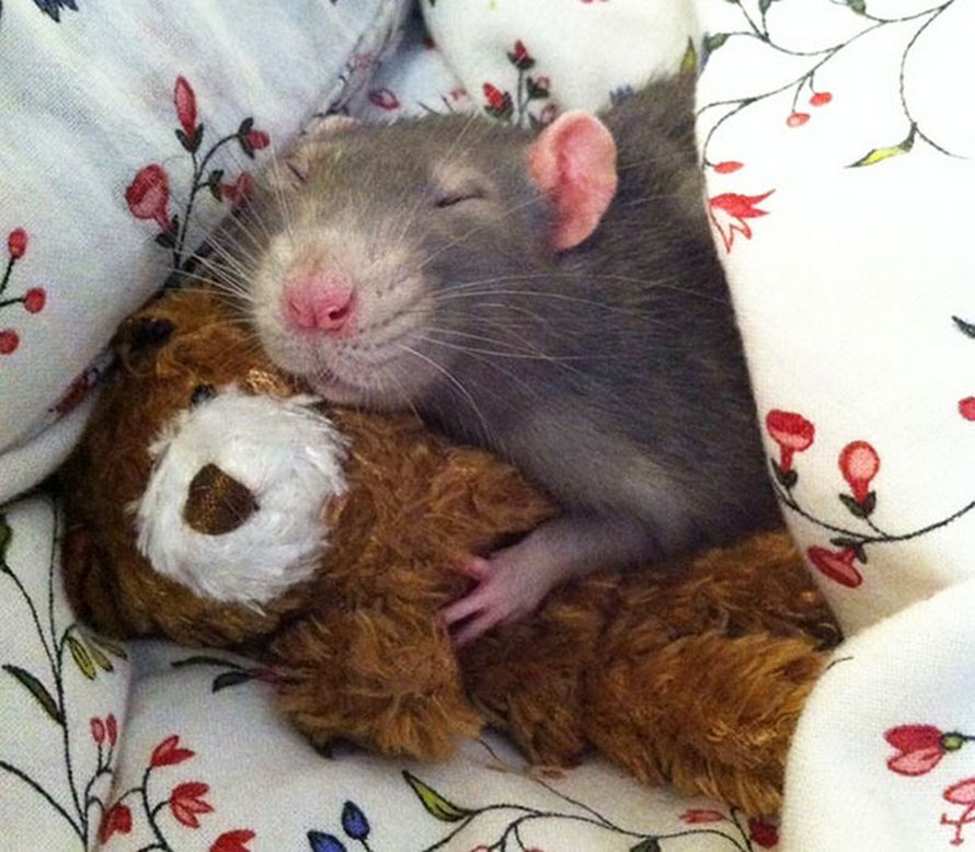 Il y a deux femmes qui prennent des photos de rats avec des ours en peluche, et ils sont trop mignons