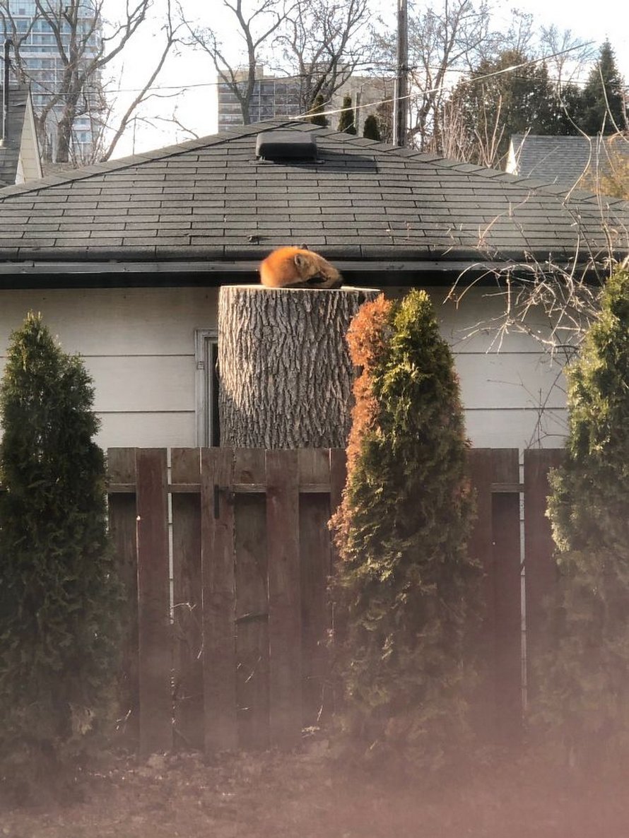 Un couple a vu un petit renard endormi sur une souche d’arbre dans sa cour, et les photos qu’il a prises de lui sont adorables