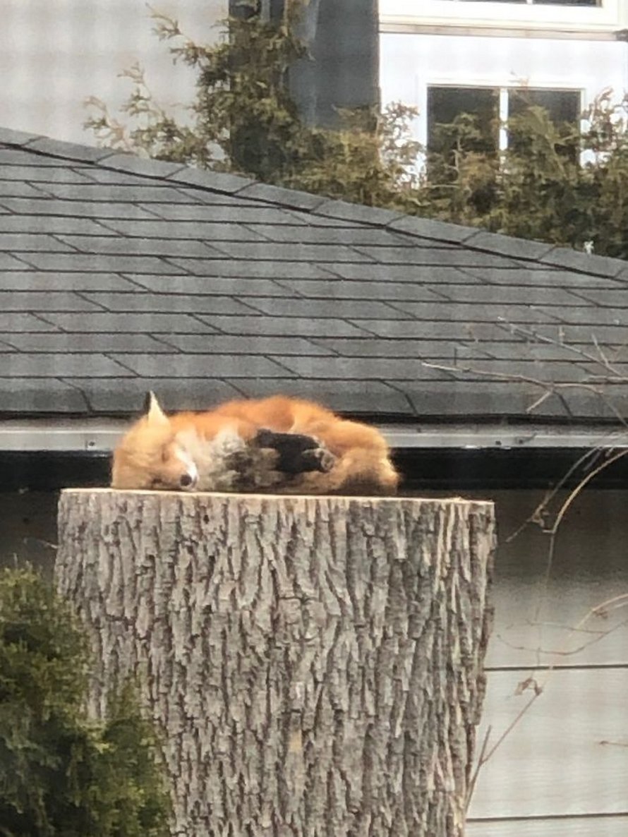 Un couple a vu un petit renard endormi sur une souche d’arbre dans sa cour, et les photos qu’il a prises de lui sont adorables