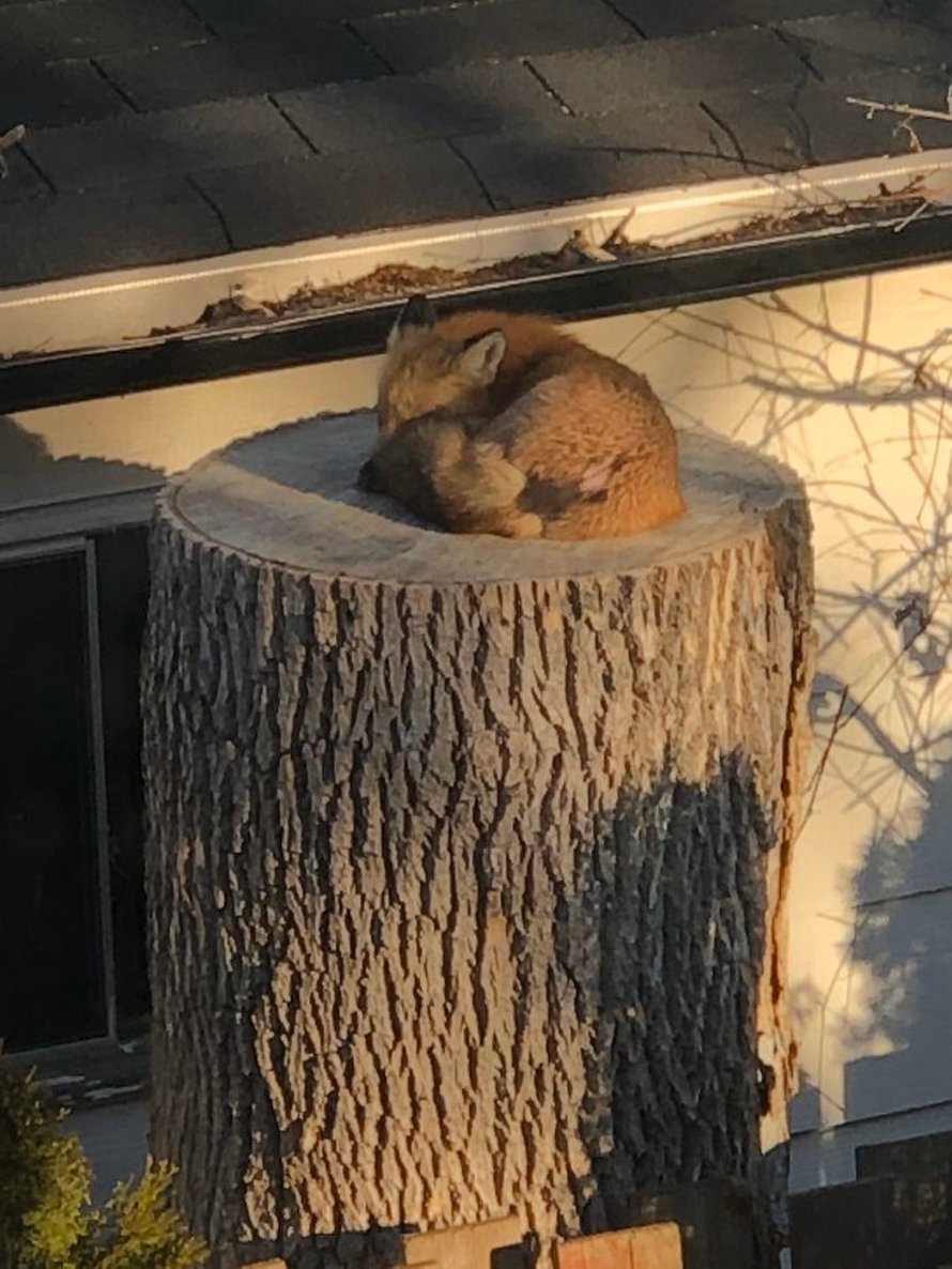 Un couple a vu un petit renard endormi sur une souche d’arbre dans sa cour, et les photos qu’il a prises de lui sont adorables