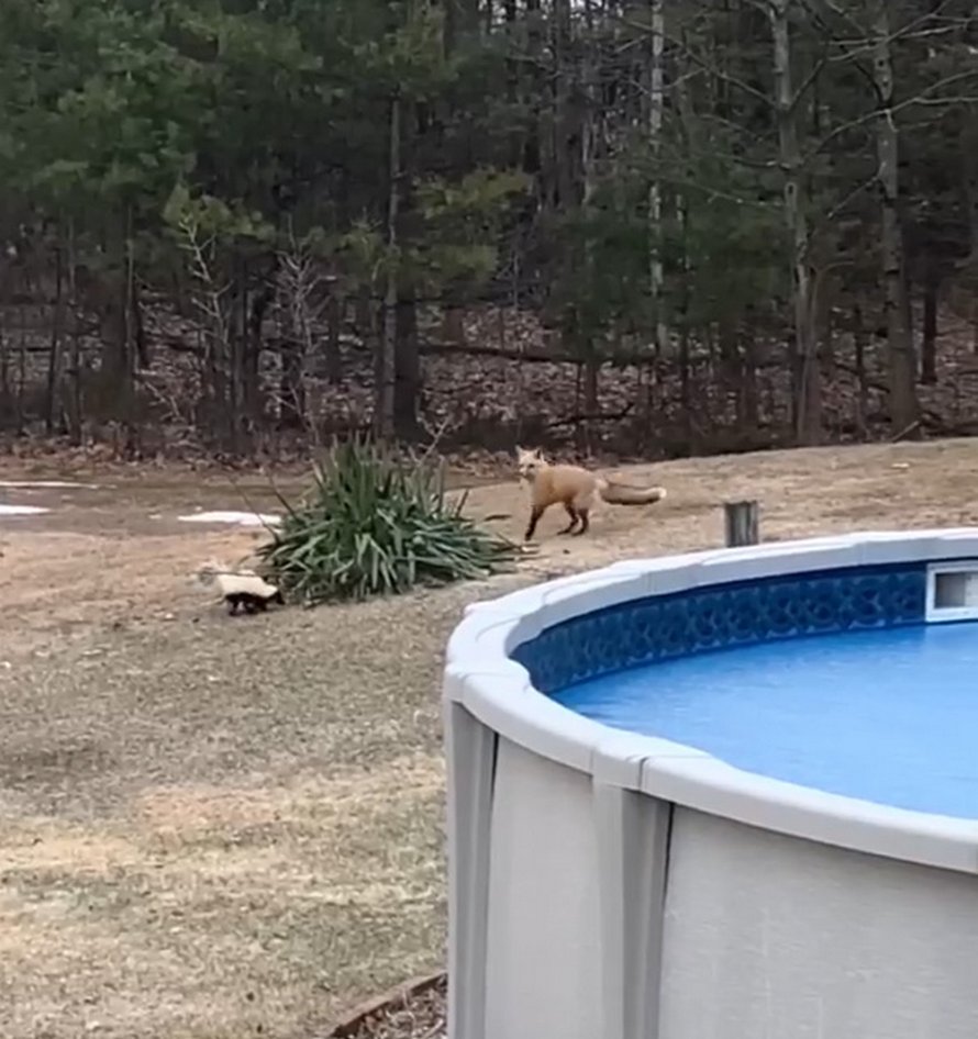 Une famille a aperçu un renard et une moufette qui jouaient ensemble dans leur jardin