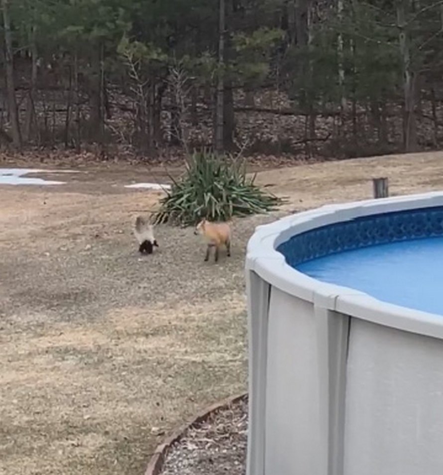Une famille a aperçu un renard et une moufette qui jouaient ensemble dans leur jardin