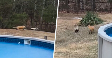 Une famille a aperçu un renard et une moufette qui jouaient ensemble dans leur jardin