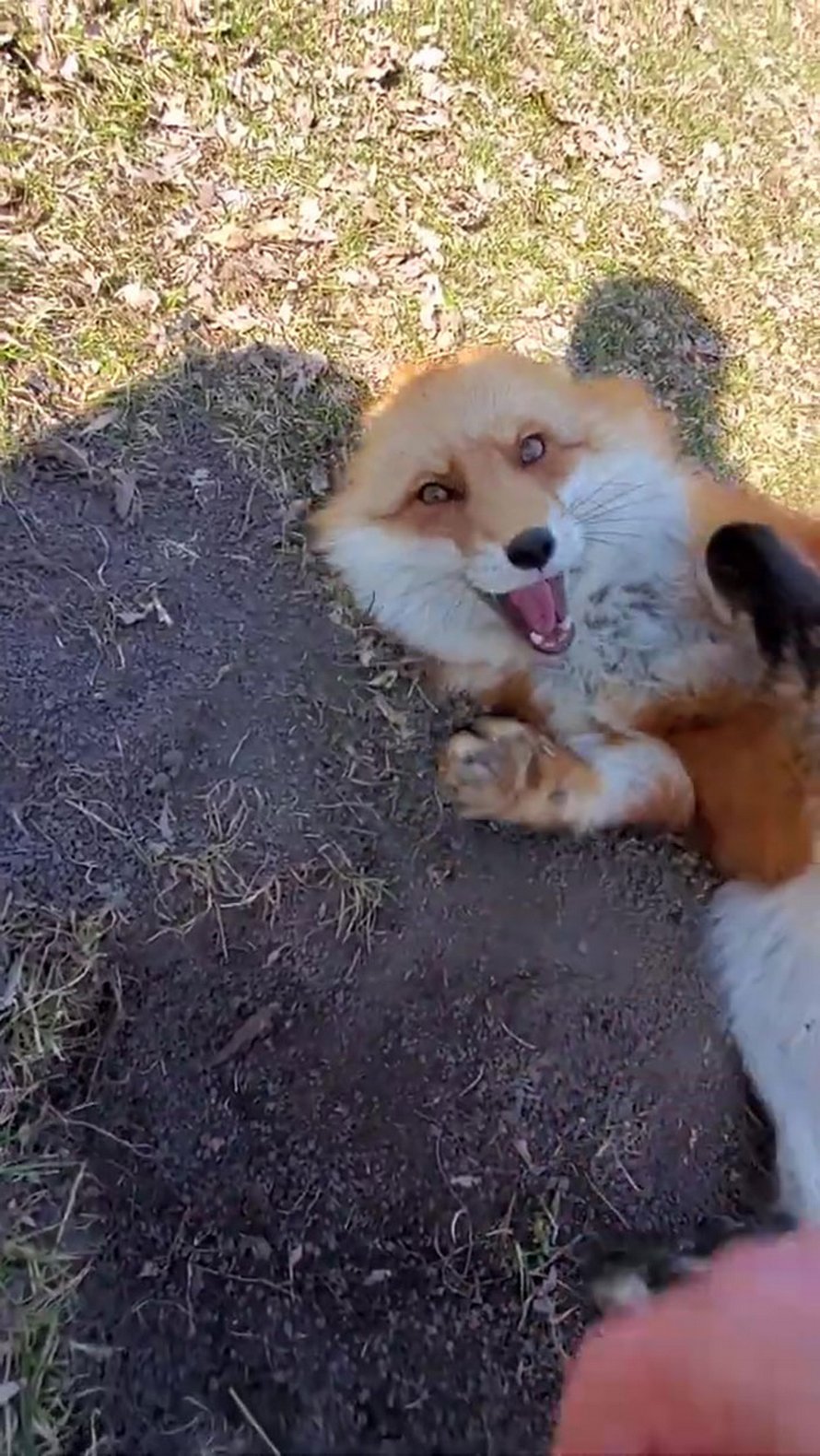 Ce renard rusé a volé le téléphone d’une femme, s’est enfui pendant qu’il filmait toujours et a essayé de l’enterrer