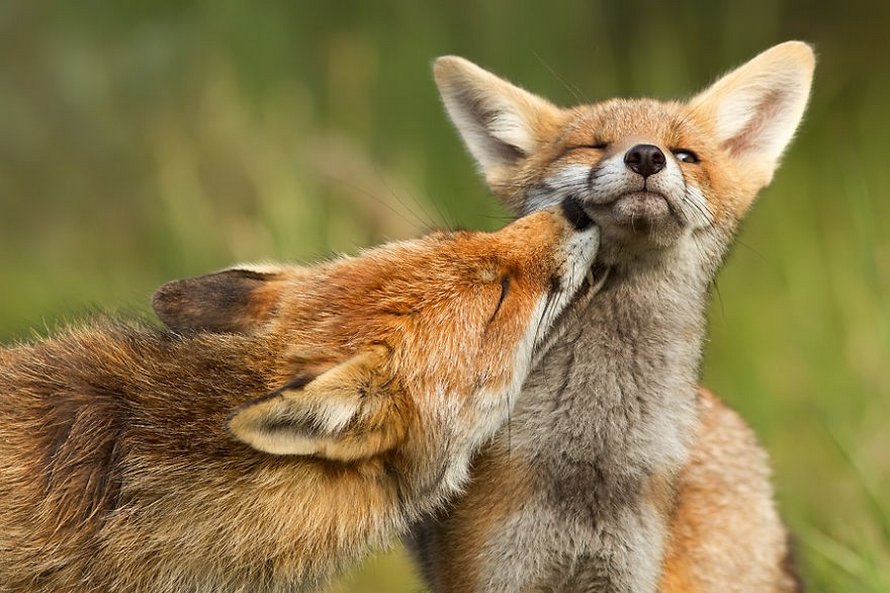 Cette photographe prouve que les renards sont des créatures très affectueuses en 12 images attendrissantes
